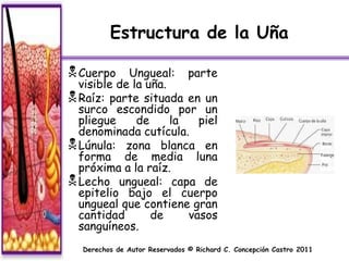 Estructura de la Uña

 Cuerpo    Ungueal: parte
  visible de la uña.
 Raíz: parte situada en un
  surco escondido por un
  pliegue     de     la   piel
  denominada cutícula.
 Lúnula: zona blanca en
  forma de media luna
  próxima a la raíz.
 Lecho ungueal: capa de
  epitelio bajo el cuerpo
  ungueal que contiene gran
  cantidad       de     vasos
  sanguíneos.
   Derechos de Autor Reservados © Richard C. Concepción Castro 2011
 