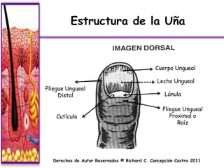 Estructura de la Uña



                                              Cuerpo Ungueal

                                               Lecho Ungueal
Pliegue Ungueal
     Distal                                       Lúnula

                                                 Pliegue Ungueal
    Cutícula                                        Proximal o
                                                       Raíz




  Derechos de Autor Reservados © Richard C. Concepción Castro 2011
 