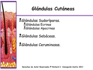 Glándulas Cutáneas

Glándulas Sudoríparas.
  Glándulas Ecrinas
  Glándulas Apocrinas
Glándulas Sebáceas.
Glándulas Ceruminosas.



 Derechos de Autor Reservados © Richard C. Concepción Castro 2011
 