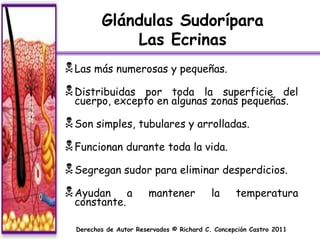 Glándulas Sudorípara
             Las Ecrinas
 Las más numerosas y pequeñas.
 Distribuidas por toda la superficie del
  cuerpo, excepto en algunas zonas pequeñas.

 Son simples, tubulares y arrolladas.
 Funcionan durante toda la vida.
 Segregan sudor para eliminar desperdicios.
 Ayudan         a      mantener           la     temperatura
  constante.

  Derechos de Autor Reservados © Richard C. Concepción Castro 2011
 