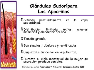 Glándulas Sudorípara
           Las Apocrinas
 Situada   profundamente                     en      la     capa
  subcutánea.

 Distribución   limitada:  axilas,                        areolas
  mamarias y alrededor del ano.

 Tamaño grande.
 Son simples, tubulares y ramificadas.
 Empiezan a funcionar en la pubertad.
 Durante  el ciclo menstrual de la mujer su
  secreción produce cambios.
 Derechos de Autor Reservados © Richard C. Concepción Castro 2011
 