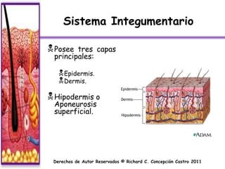 Sistema Integumentario

 Posee tres capas
 principales:

    Epidermis.
    Dermis.
 Hipodermis o
 Aponeurosis
 superficial.




 Derechos de Autor Reservados © Richard C. Concepción Castro 2011
 
