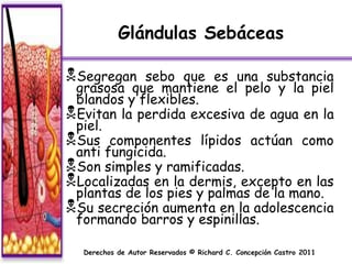 Glándulas Sebáceas

Segregan   sebo que es una substancia
 grasosa que mantiene el pelo y la piel
 blandos y flexibles.
Evitan la perdida excesiva de agua en la
 piel.
Sus componentes lípidos actúan como
 anti fungicida.
Son simples y ramificadas.
Localizadas en la dermis, excepto en las
 plantas de los pies y palmas de la mano.
Su secreción aumenta en la adolescencia
 formando barros y espinillas.

  Derechos de Autor Reservados © Richard C. Concepción Castro 2011
 