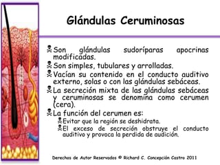 Glándulas Ceruminosas

 Son     glándulas    sudoríparas     apocrinas
  modificadas.
 Son simples, tubulares y arrolladas.
 Vacían su contenido en el conducto auditivo
  externo, solas o con las glándulas sebáceas.
 La secreción mixta de las glándulas sebáceas
  y ceruminosas se denomina como cerumen
  (cera).
 La función del cerumen es:
    Evitar que la región se deshidrata.
    El exceso de secreción obstruye         el conducto
     auditivo y provoca la perdida de audición.


 Derechos de Autor Reservados © Richard C. Concepción Castro 2011
 