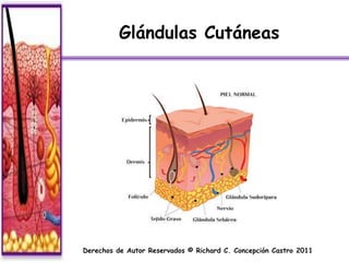 Glándulas Cutáneas




Derechos de Autor Reservados © Richard C. Concepción Castro 2011
 