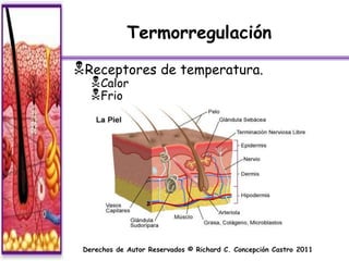 Termorregulación

Receptores de temperatura.
   Calor
   Frio




 Derechos de Autor Reservados © Richard C. Concepción Castro 2011
 