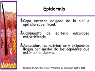 Epidermis

Capa   externa delgada de la piel o
 epitelio superficial.

Compuesto     de                 epitelio          escamoso
 estratificado.

Avascular,  los nutrientes y oxigeno le
 llegan por medio de los capilares que
 están en la dermis.


 Derechos de Autor Reservados © Richard C. Concepción Castro 2011
 