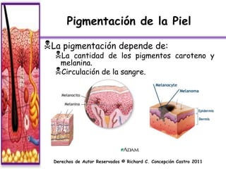 Pigmentación de la Piel

La pigmentación depende de:
  La  cantidad de los pigmentos caroteno y
   melanina.
  Circulación de la sangre.




  Derechos de Autor Reservados © Richard C. Concepción Castro 2011
 