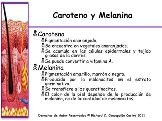 Caroteno y Melanina

Caroteno
   Pigmentación anaranjado.
   Se encuentra en vegetales anaranjados.
   Se acumula en las células epidermales                y tejido
    grasos de la dermis.
   Se puede convertir a vitamina A.
Melanina
   Pigmentación amarillo, marrón o negro.
   Producida por la melanocitos en                   el estrato
    germinativo.
   Se transfiere a los queratinocitos.
   El color de la piel depende de la producción de
    melanina, no de la cantidad de melanocitos.


 Derechos de Autor Reservados © Richard C. Concepción Castro 2011
 