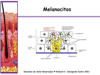 Melanocitos




Derechos de Autor Reservados © Richard C. Concepción Castro 2011
 