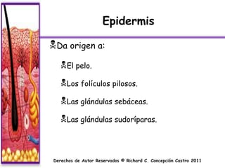 Epidermis

Da origen a:
   El pelo.
   Los folículos pilosos.
   Las glándulas sebáceas.
   Las glándulas sudoríparas.



 Derechos de Autor Reservados © Richard C. Concepción Castro 2011
 