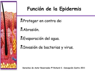 Función de la Epidermis

Proteger en contra de:
Abrasión.
Evaporación del agua.
Invasión de bacterias y virus.



 Derechos de Autor Reservados © Richard C. Concepción Castro 2011
 