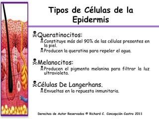 Tipos de Células de la
             Epidermis
Queratinocitos:
   Constituye más del 90% de las células presentes en
    la piel.
   Producen la queratina para repeler el agua.

Melanocitos:
   Producen   el pigmento melanina para filtrar la luz
    ultravioleta.

Células De Langerhans.
   Envueltas en la repuesta inmunitaria.


 Derechos de Autor Reservados © Richard C. Concepción Castro 2011
 