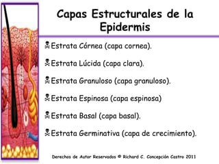 Capas Estructurales de la
           Epidermis
 Estrata Córnea (capa cornea).
 Estrata Lúcida (capa clara).
 Estrata Granuloso (capa granuloso).
 Estrata Espinosa (capa espinosa)
 Estrata Basal (capa basal).
 Estrata Germinativa (capa de crecimiento).

  Derechos de Autor Reservados © Richard C. Concepción Castro 2011
 