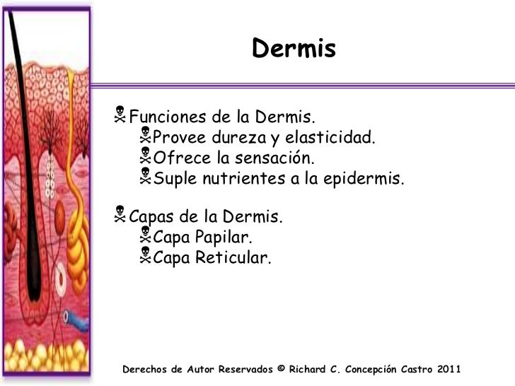 Sistema Integumentario Capitulo 7