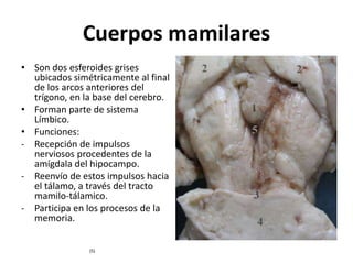 Cuerpos mamilares
• Son dos esferoides grises
ubicados simétricamente al final
de los arcos anteriores del
trígono, en la base del cerebro.
• Forman parte de sistema
Límbico.
• Funciones:
- Recepción de impulsos
nerviosos procedentes de la
amígdala del hipocampo.
- Reenvío de estos impulsos hacia
el tálamo, a través del tracto
mamilo-tálamico.
- Participa en los procesos de la
memoria.
(5)
 