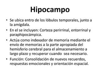 Hipocampo
• Se ubica entro de los lóbulos temporales, junto a
la amígdala.
• En el se incluyen: Corteza perirrinal, entorrinal y
paraphipocámpica.
• Actúa como indexador de memoria mediante el
envío de memorias a la parte apropiada del
hemisferio cerebral para el almacenamiento a
largo plazo y recuperar cuando sea necesario.
• Función: Consolidación de nuevos recuerdos,
respuestas emocionales y orientación espacial.
 
