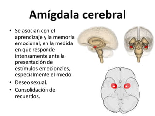 Amígdala cerebral
• Se asocian con el
aprendizaje y la memoria
emocional, en la medida
en que responde
intensamente ante la
presentación de
estímulos emocionales,
especialmente el miedo.
• Deseo sexual.
• Consolidación de
recuerdos.
 