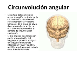 Circunvolución angular
• Estructura del cerebro que
ocupa la porción posterior de la
circunvolución situada en el
surco interparietal y la rama
horizontal de la cisura de Silvio.
(la extensión hacia arriba de
esta circunvolución recibe el
nombre de circunvolución
cuadrada).
• El giro angular está relacionan
con la interpretación del
lenguaje, al procesar y asignar
un código común para la
información visual y auditiva
recibida, que luego será tratada
en el área de Wernicke.
 
