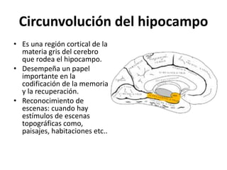 Circunvolución del hipocampo
• Es una región cortical de la
materia gris del cerebro
que rodea el hipocampo.
• Desempeña un papel
importante en la
codificación de la memoria
y la recuperación.
• Reconocimiento de
escenas: cuando hay
estímulos de escenas
topográficas como,
paisajes, habitaciones etc..
 