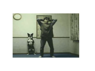 Sistema límbico canino