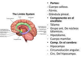• Partes:
- Cuerpo calloso.
- Fórnix.
- Glándula pineal.
• Componente en el
encéfalo:
- Tálamo
- Grupo ant. De núcleos
tálamicos.
- Hipotálamo.
- Cuerpo mamilar.
• Comp. En el cerebro:
- Hipocampo
- Circunvolución angular.
- Circ. Del hipocampo.
 