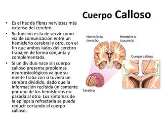 Cuerpo Calloso
• Es el haz de fibras nerviosas más
extenso del cerebro.
• Su función es la de servir como
vía de comunicación entre un
hemisferio cerebral y otro, con el
fin que ambos lados del cerebro
trabajen de forma conjunta y
complementada.
• Si un dividuo nace sin cuerpo
calloso presenta problemas
neuropsicológicos ya que su
mente traba con si tuviera un
cerebro dividido, dado que la
información recibida únicamente
por uno de los hemisferios no
pasaría al otro. Los síntomas de
la epilepsia refractaria se puede
reducir cortando el cuerpo
calloso.
 
