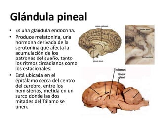 Glándula pineal
• Es una glándula endocrina.
• Produce melatonina, una
hormona derivada de la
serotonina que afecta la
acumulación de los
patrones del sueño, tanto
los ritmos circadianos como
los estacionales.
• Está ubicada en el
epitálamo cerca del centro
del cerebro, entre los
hemisferios, metida en un
surco donde las dos
mitades del Tálamo se
unen.
 