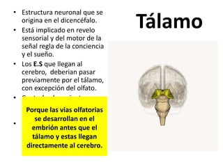 Tálamo
• Estructura neuronal que se
origina en el dicencéfalo.
• Está implicado en revelo
sensorial y del motor de la
señal regla de la conciencia
y el sueño.
• Los E.S que llegan al
cerebro, deberian pasar
previamente por el tálamo,
con excepción del olfato.
• Controla el moviento
corporal y la coordinacioión
voluntaria.
• Si sufre algun daño se
podria dejar de recibir
ciertos estímulos
sensoriales.
Porque las vias olfatorias
se desarrollan en el
embrión antes que el
tálamo y estas llegan
directamente al cerebro.
 