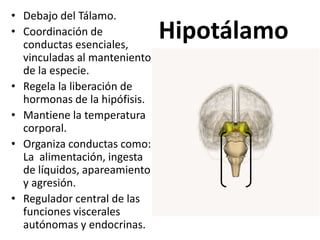 Hipotálamo
• Debajo del Tálamo.
• Coordinación de
conductas esenciales,
vinculadas al manteniento
de la especie.
• Regela la liberación de
hormonas de la hipófisis.
• Mantiene la temperatura
corporal.
• Organiza conductas como:
La alimentación, ingesta
de líquidos, apareamiento
y agresión.
• Regulador central de las
funciones viscerales
autónomas y endocrinas.
 