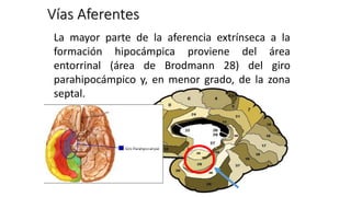 Vías Aferentes
La mayor parte de la aferencia extrínseca a la
formación hipocámpica proviene del área
entorrinal (área de Brodmann 28) del giro
parahipocámpico y, en menor grado, de la zona
septal.
 