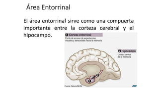 Área Entorrinal
El área entorrinal sirve como una compuerta
importante entre la corteza cerebral y el
hipocampo.
 