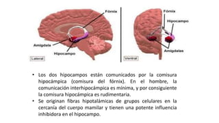 • Los dos hipocampos están comunicados por la comisura
hipocámpica (comisura del fórnix). En el hombre, la
comunicación interhipocámpica es mínima, y por consiguiente
la comisura hipocámpica es rudimentaria.
• Se originan fibras hipotalámicas de grupos celulares en la
cercanía del cuerpo mamilar y tienen una potente influencia
inhibidora en el hipocampo.
 