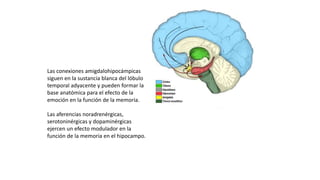 Las conexiones amigdalohipocámpicas
siguen en la sustancia blanca del lóbulo
temporal adyacente y pueden formar la
base anatómica para el efecto de la
emoción en la función de la memoria.
Las aferencias noradrenérgicas,
serotoninérgicas y dopaminérgicas
ejercen un efecto modulador en la
función de la memoria en el hipocampo.
 