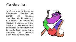 Vías eferentes
La eferencia de la formación
hipocámpica consiste en
axones de neuronas
piramidales del hipocampo y
el subículo. Los axones de
neuronas granulosas en el giro
dentado no tienen conexiones
extrínsecas, sino que terminan
de modo local como fibras
musgosas en neuronas
piramidales hipocámpicas.
 