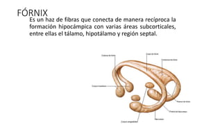 FÓRNIX
Es un haz de fibras que conecta de manera recíproca la
formación hipocámpica con varias áreas subcorticales,
entre ellas el tálamo, hipotálamo y región septal.
 