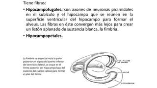 Tiene fibras:
• Hipocampofugales: son axones de neuronas piramidales
en el subículo y el hipocampo que se reúnen en la
superficie ventricular del hipocampo para formar el
alveus. Las fibras en éste convergen más lejos para crear
un listón aplanado de sustancia blanca, la fimbria.
• Hipocampopetales.
La Fimbria se proyecta hacia la parte
posterior en el piso del cuerno inferior
del ventrículo lateral, se arque en el
límite posterior del hipocampo bajo del
esplenio del cuerpo calloso para formar
el pilar del fórnix.
 