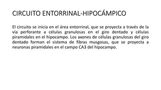 CIRCUITO ENTORRINAL-HIPOCÁMPICO
El circuito se inicia en el área entorrinal, que se proyecta a través de la
vía perforante a células granulosas en el giro dentado y células
piramidales en el hipocampo. Los axones de células granulosas del giro
dentado forman el sistema de fibras musgosas, que se proyecta a
neuronas piramidales en el campo CA3 del hipocampo.
 