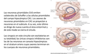 Las neuronas piramidales CA3 emiten
colaterales de Schaffer a las células piramidales
del campo hipocámpico CA1. Los axones de
neuronas piramidales en CA1 se proyectan a
neuronas en el subículo. A su vez, este último
se dirige de nueva cuenta al área entorrinal y
de este modo se cierra el círculo.
Las sinapsis en este circuito son excitatorias en
su totalidad; las únicas sinapsis inhibitorias son
las de las neuronas en canasta hipocámpicas
en el stratum oriens cuyos axones terminan en
los cuerpos de neuronas piramidales.
 