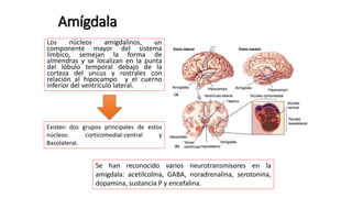 Amígdala
Los núcleos amigdalinos, un
componente mayor del sistema
límbico, semejan la forma de
almendras y se localizan en la punta
del lóbulo temporal debajo de la
corteza del uncus y rostrales con
relación al hipocampo y el cuerno
inferior del ventrículo lateral.
Existen dos grupos principales de estos
núcleos: corticomedial-central y
Basolateral.
Se han reconocido varios neurotransmisores en la
amígdala: acetilcolina, GABA, noradrenalina, serotonina,
dopamina, sustancia P y encefalina.
 