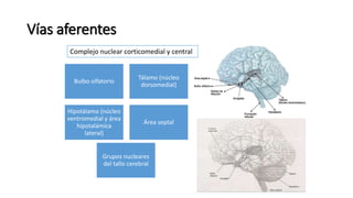 Vías aferentes
Bulbo olfatorio
Tálamo (núcleo
dorsomedial)
Hipotálamo (núcleo
ventromedial y área
hipotalámica
lateral)
Área septal
Grupos nucleares
del tallo cerebral
Complejo nuclear corticomedial y central
 