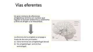 Vías eferentes
Un gran número de eferencias
amigdalinas termina en núcleos que
regulan la función endocrina y autónoma
y otras se dirigen a la neocorteza.
La eferencia de la amígdala se propaga a
través de dos vías principales :
a) Estría terminal (vía amigdalofugal dorsal)
b) Vía amigdalofugal ventral (haz
ventrofugal)
 