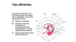 Vías eferentes
La estría terminal es el
principal tracto de salida
de la amígdala. Inerva las
siguientes áreas:
a) Núcleos septales
b) Núcleos anterior,
preóptico y
ventromedial del
hipotálamo y el área
hipotalámica lateral
c) Núcleo del lecho de la
estría terminal
 
