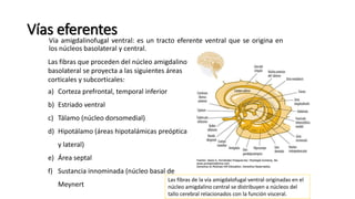 Vías eferentes
Vía amigdalinofugal ventral: es un tracto eferente ventral que se origina en
los núcleos basolateral y central.
Las fibras que proceden del núcleo amigdalino
basolateral se proyecta a las siguientes áreas
corticales y subcorticales:
a) Corteza prefrontal, temporal inferior
b) Estriado ventral
c) Tálamo (núcleo dorsomedial)
d) Hipotálamo (áreas hipotalámicas preóptica
y lateral)
e) Área septal
f) Sustancia innominada (núcleo basal de
Meynert
Las fibras de la vía amigdalofugal ventral originadas en el
núcleo amigdalino central se distribuyen a núcleos del
tallo cerebral relacionados con la función visceral.
 