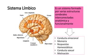 Sistema Límbico Es un sistema formado
por varias estructuras
cerebrales
interconectadas
anatómica y
funcionalmente
• Conducta emocional
• Memoria
• Respuestas
Homeostáticas
• Conducta sexual
• Motivación
 