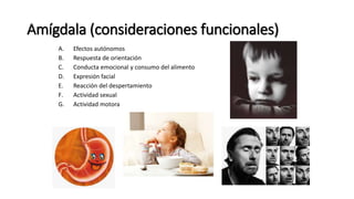 Amígdala (consideraciones funcionales)
A. Efectos autónomos
B. Respuesta de orientación
C. Conducta emocional y consumo del alimento
D. Expresión facial
E. Reacción del despertamiento
F. Actividad sexual
G. Actividad motora
 