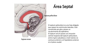 Área Septal
El septum pellucidum es una hoja delgada
que separa los ventrículos laterales. Está
constituida por glía y posee un
recubrimiento de epéndima.
El septum verum posee una situación
ventral respecto del septum pellucidum,
entre el giro subcalloso a nivel rostral y la
comisura anterior y el hipotálamo anterior
en el plano caudal.
 