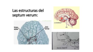 Las estructuras del
septum verum:
 