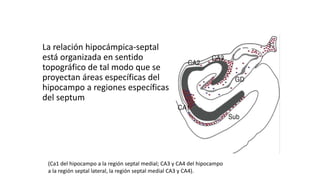 La relación hipocámpica-septal
está organizada en sentido
topográfico de tal modo que se
proyectan áreas específicas del
hipocampo a regiones específicas
del septum
(Ca1 del hipocampo a la región septal medial; CA3 y CA4 del hipocampo
a la región septal lateral, la región septal medial CA3 y CA4).
 