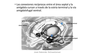 • Las conexiones recíprocas entre el área septal y la
amígdala cursan a través de la estría terminal y la vía
amigdalofugal ventral.
 